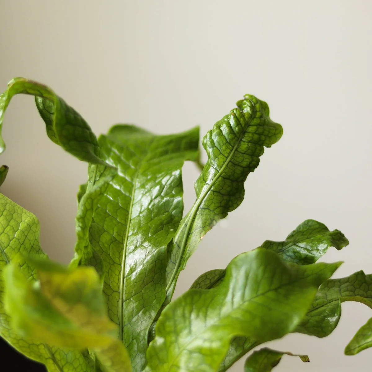 Microsorum Musifolium „Krokodilfarn“ – verschiedene Größen