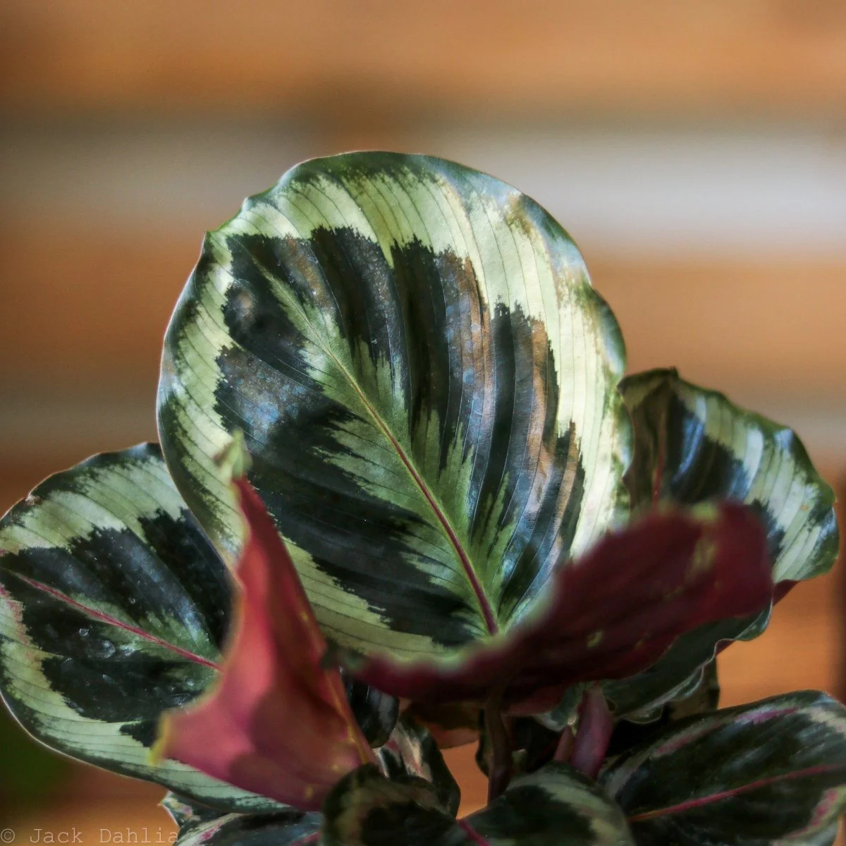 Calathea Roseopicta „Medaillon“