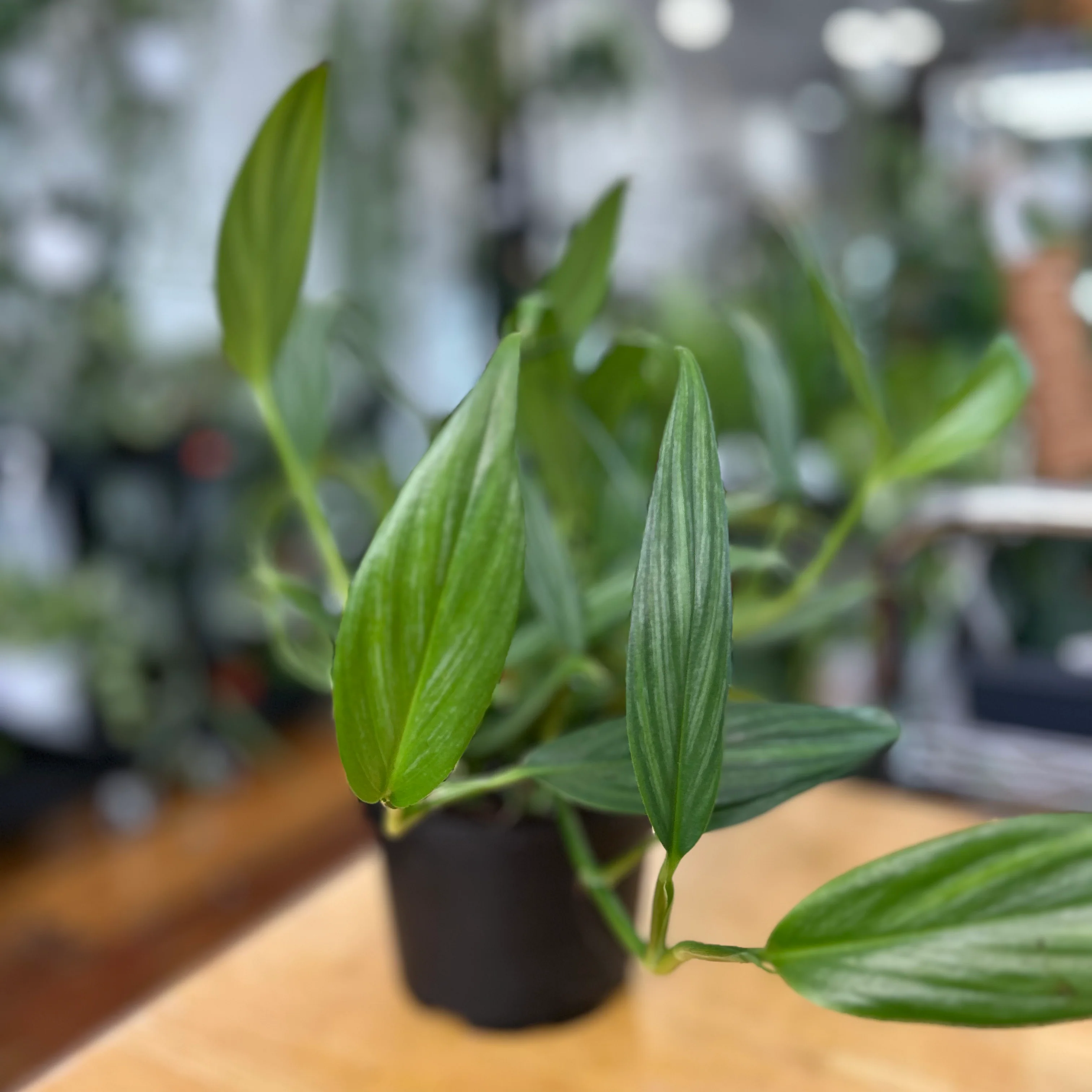 Epipremnum amplissimum – Silver Streak Pothos – 6 Zoll