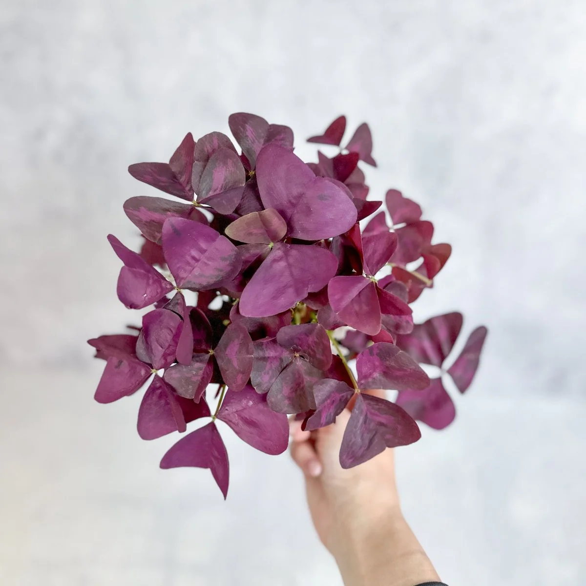 Lila Kleeblatt (Oxalis triangularis)