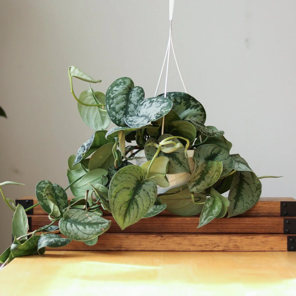 Scindapsus Pictus „Exotica“ Hängekorb