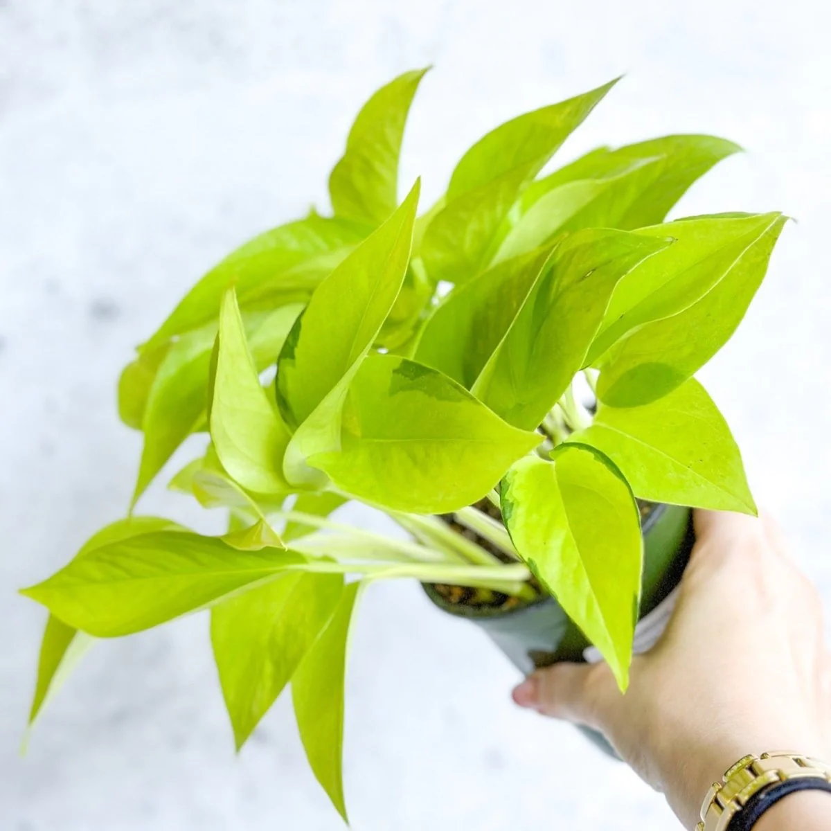 Epipremnum Aureum 'Neon' Pothos