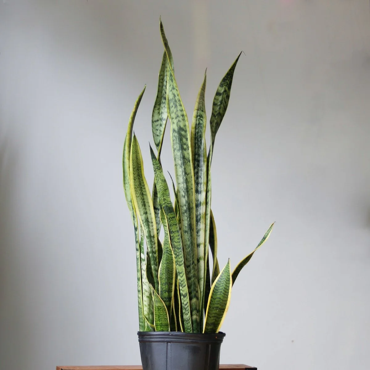 Schlangenpflanze – Sansevieria trifasciata „Laurentii“ Bodenpflanze – 10 Zoll