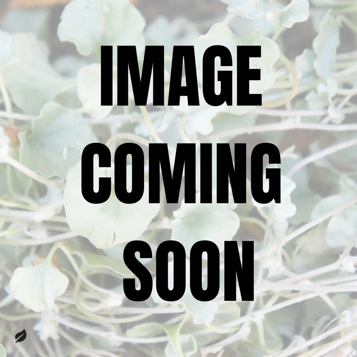 Dichondra repens 'Emerald Falls' - Emerald Falls Dichondra