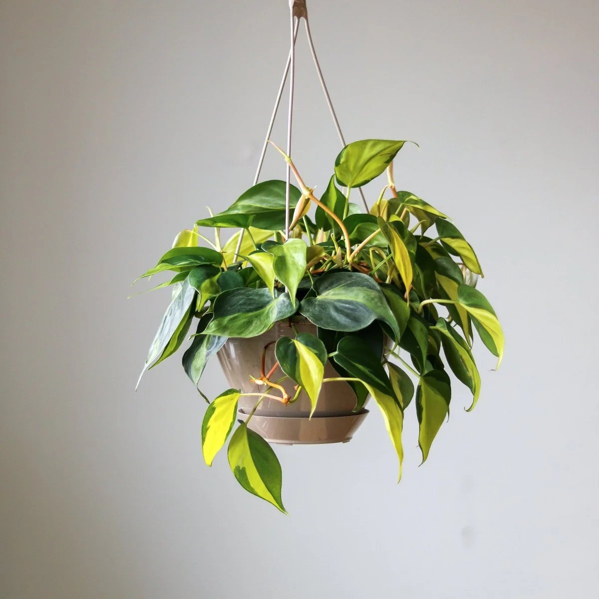 Philodendron 'Brasil' Hängekorb
