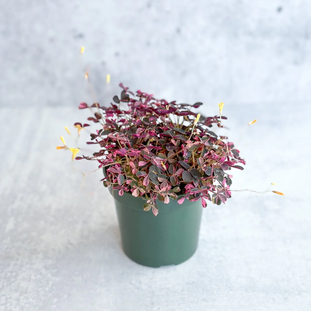 Oxalis spiralis ‘Bi-Color’ – Zuckerstangen-Klee