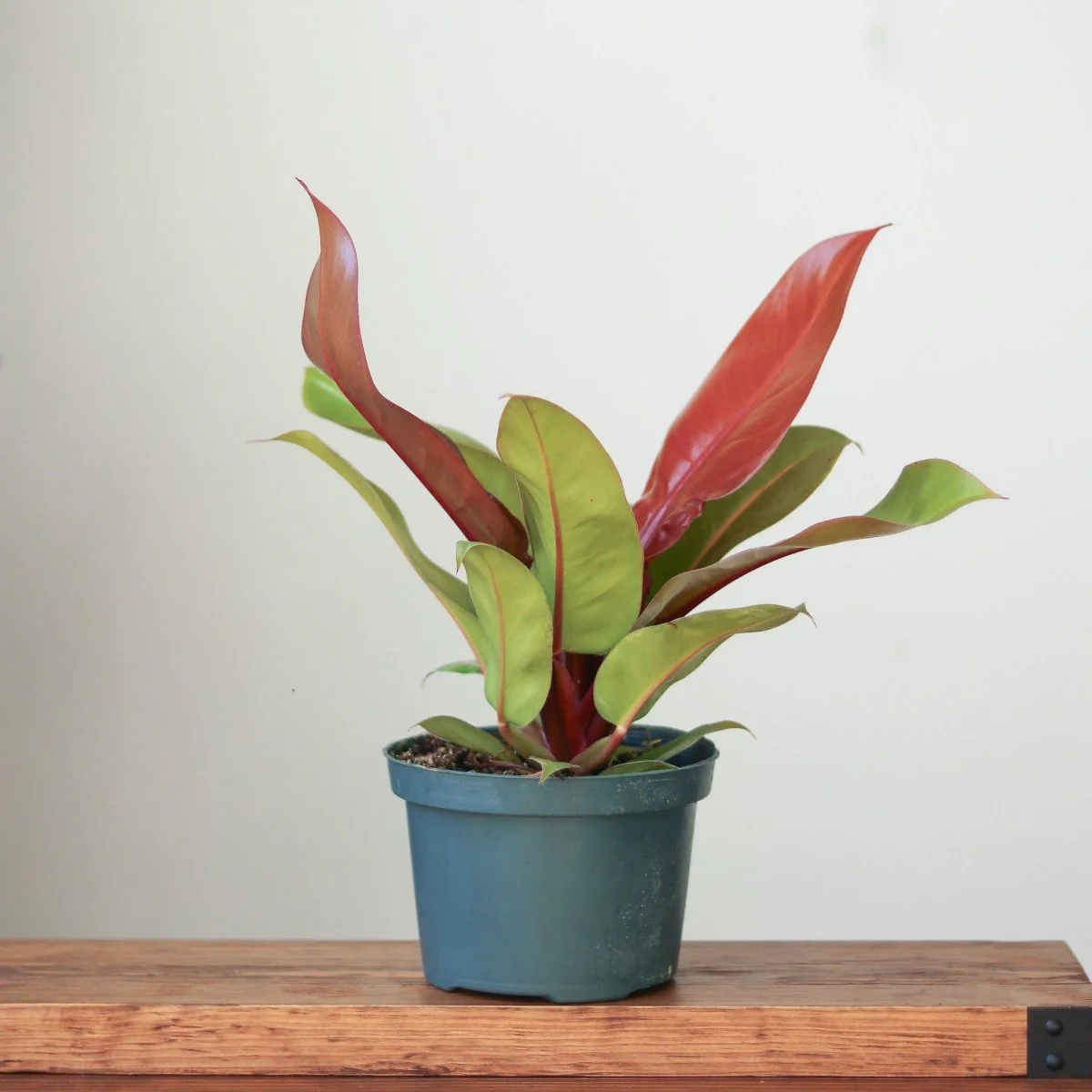 Philodendron 'Prince of Orange' - Verschiedene Größen