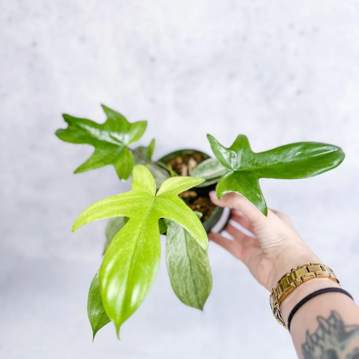 Philodendron „Florida Ghost“