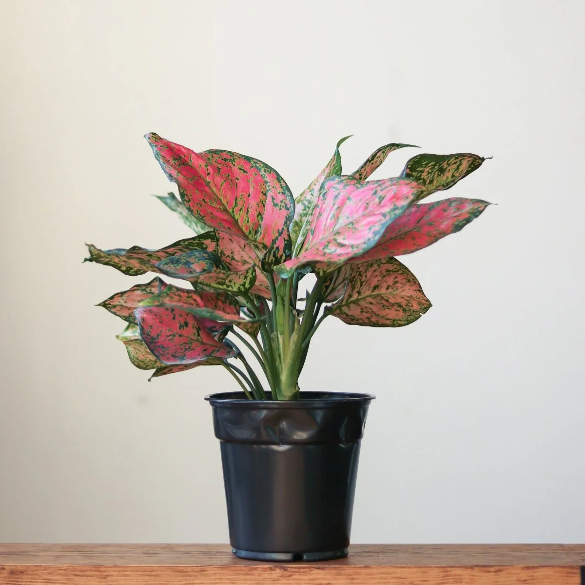 Aglaonema 'Anyamanee' - Chinesisches Immergrün mit rotem Valentinstag