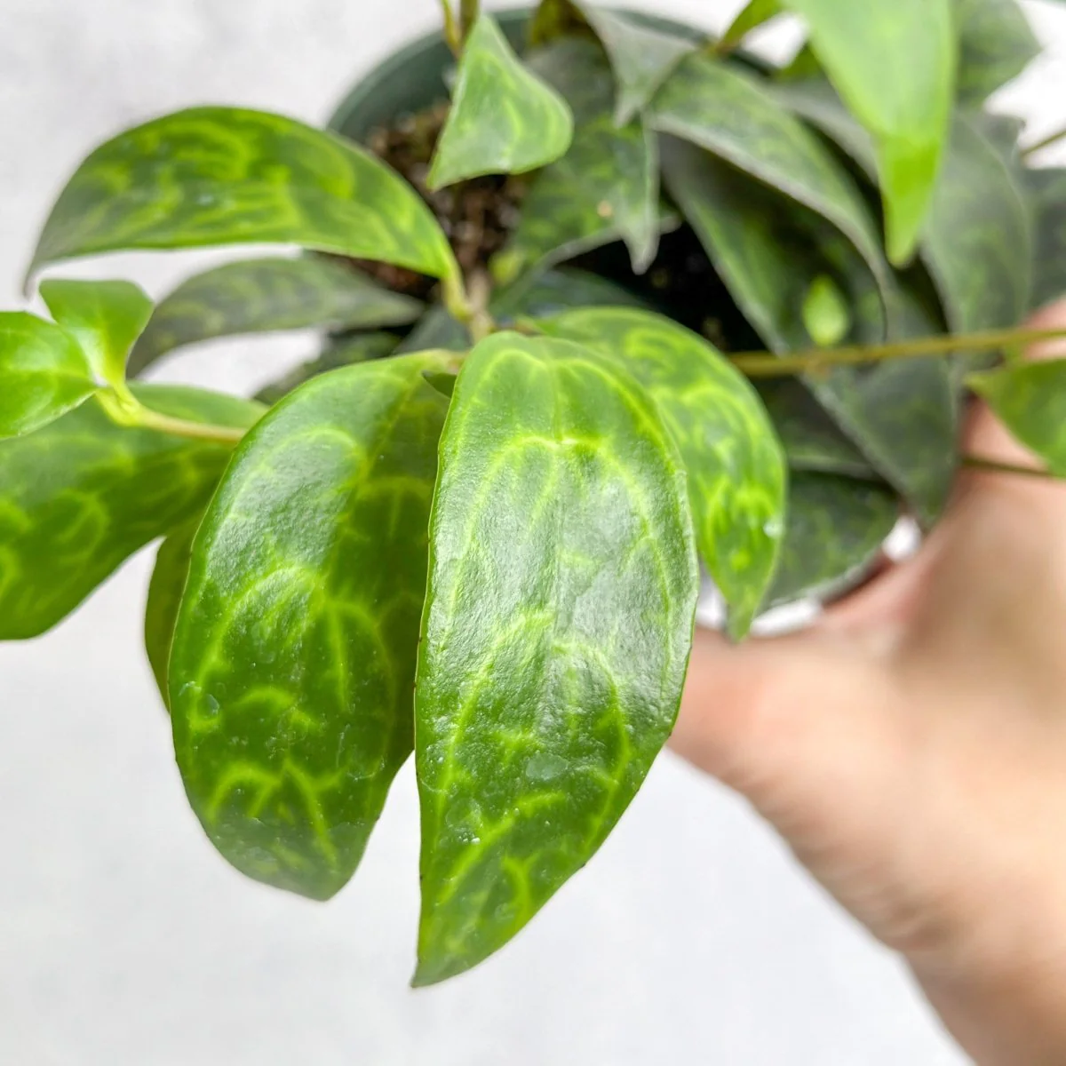 Aeschynanthus Longicaulis - Lippenstiftpflanze „Schwarze Pagode“ - 4 Zoll