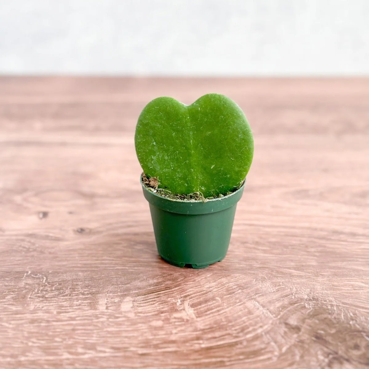 Hoya Kerrii 'Hoya Heart' Sweetheart-Pflanze – 2,5 Zoll