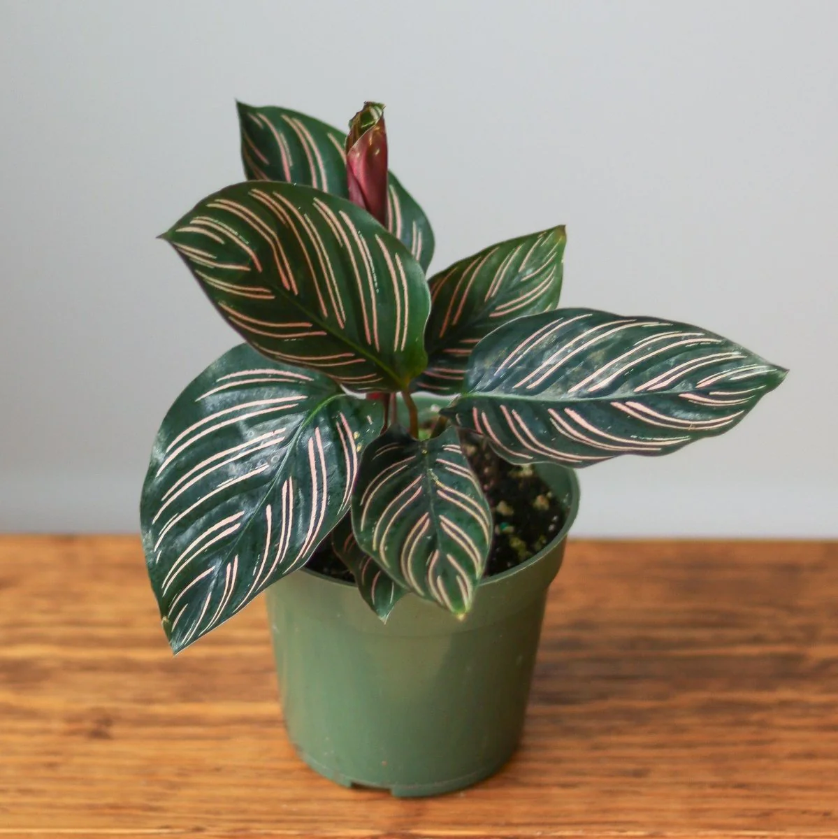 Calathea Ornata 'Nadelstreifen' Gebetspflanze