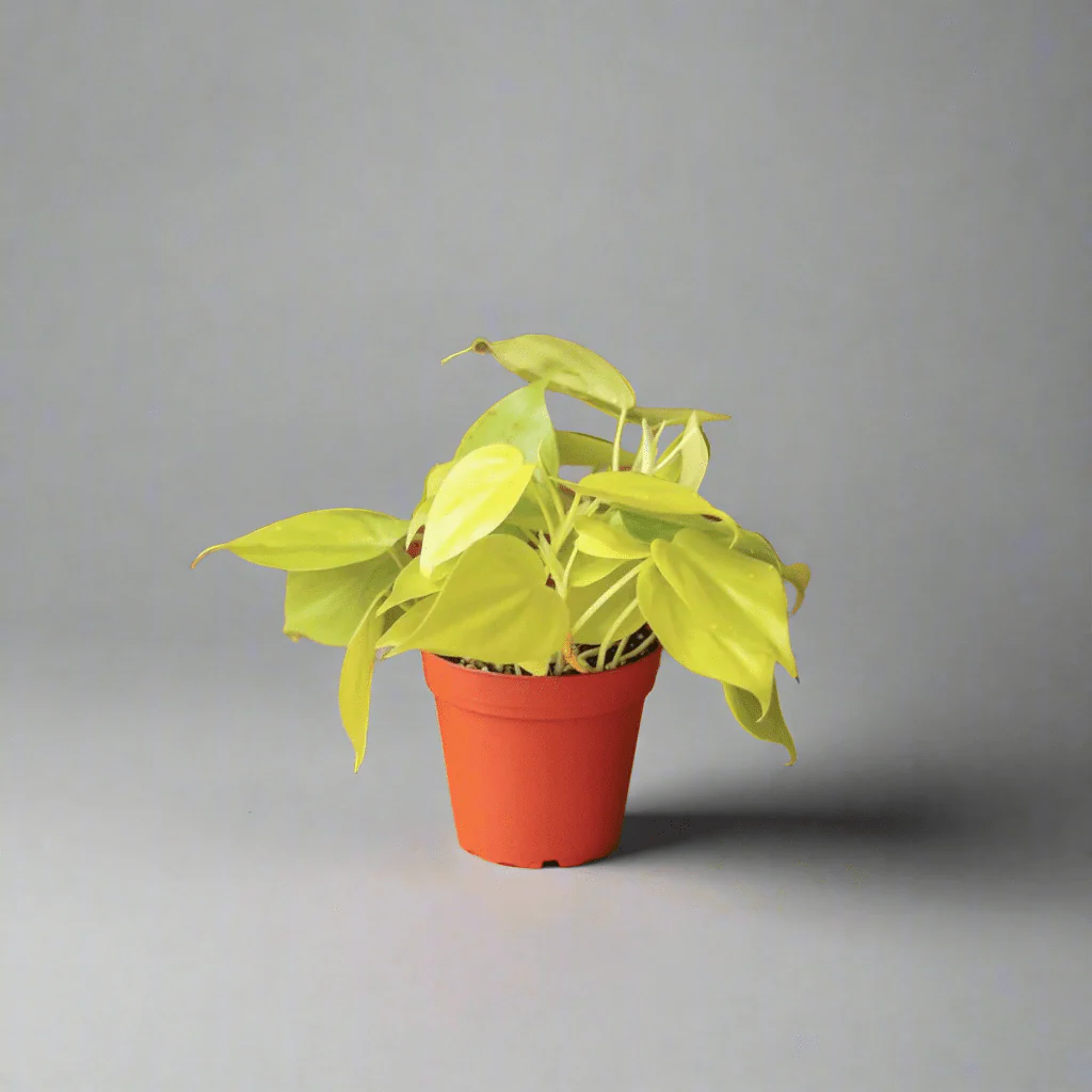 Philodendron Herzblatt 'Zitronenlimette'