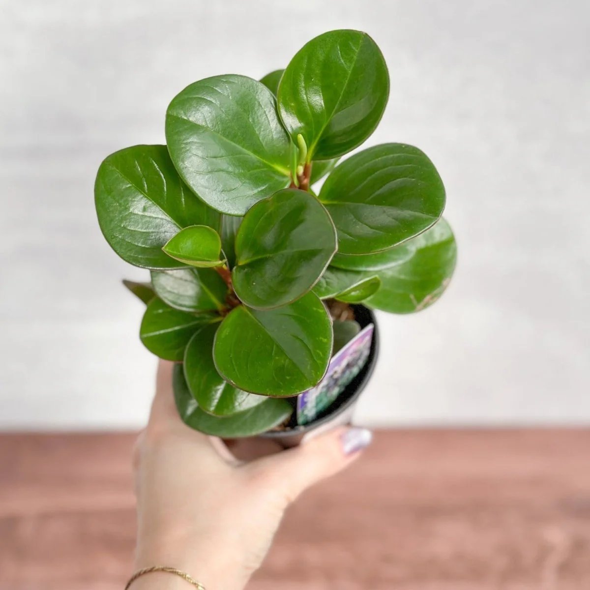 Peperomia Obtusifolia Green – Baby-Gummipflanze