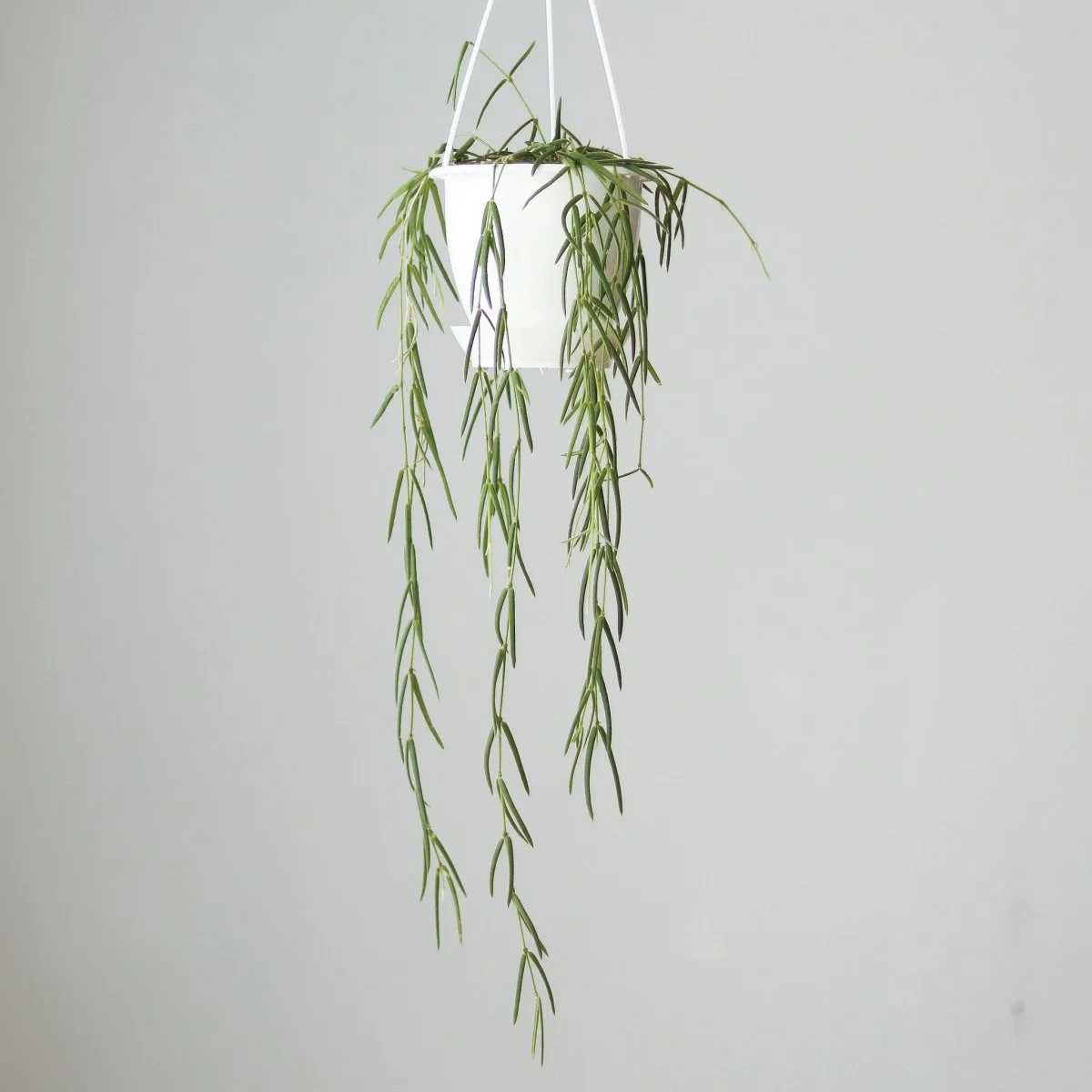 Hoya linearis - Wachsrebe