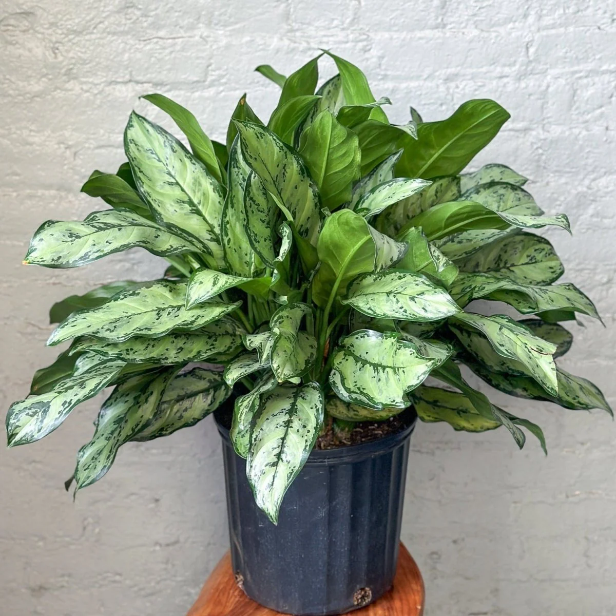 Aglaonema 'Primo' - Primo chinesische immergrüne Bodenpflanze