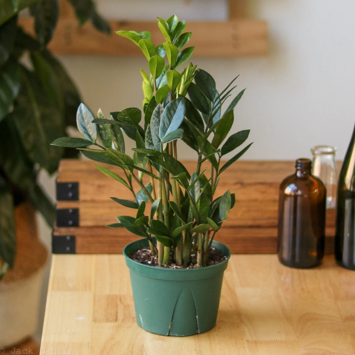 Zamioculcas zamiifolia - ZZ-Pflanze