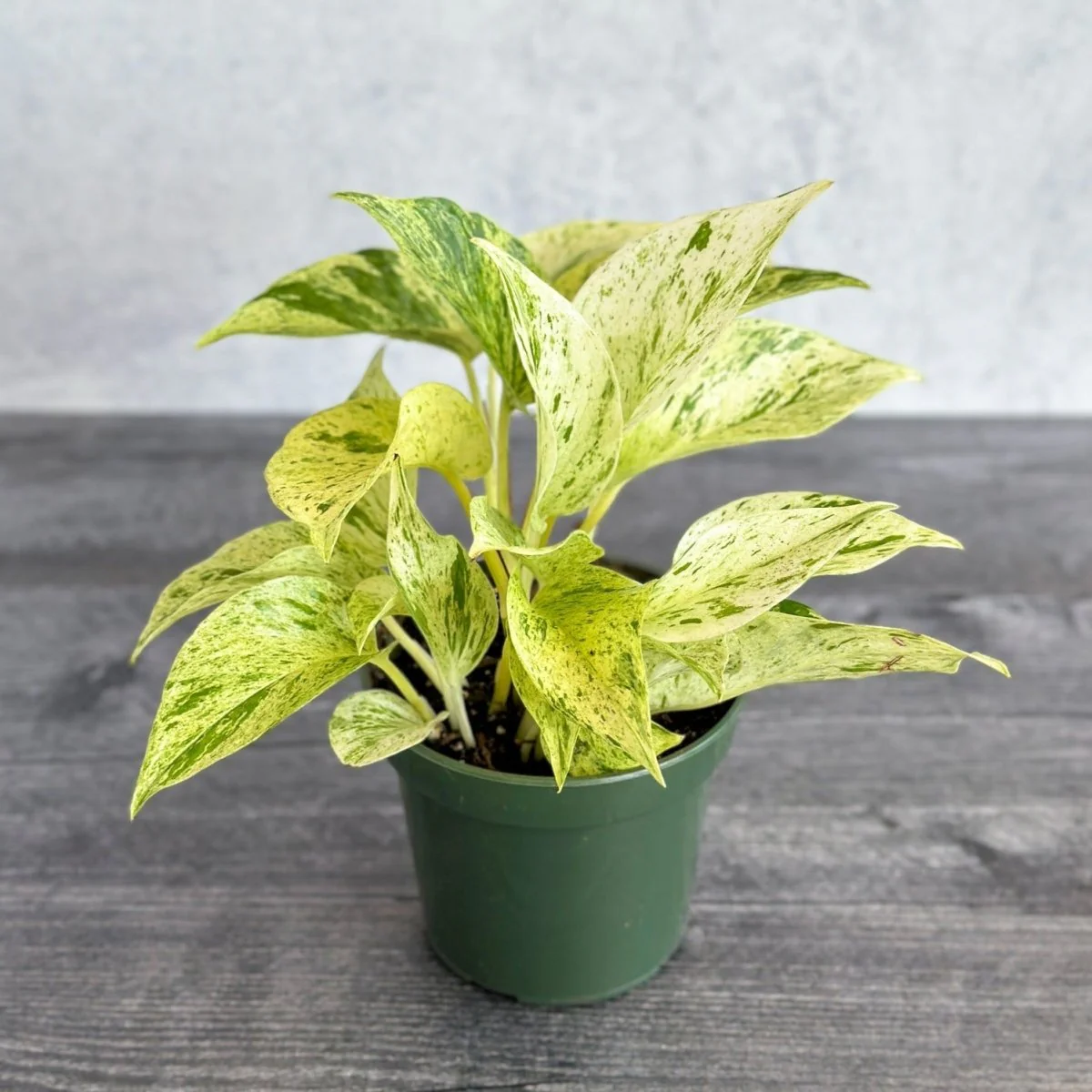 Epipremnum Aureum – „Schneekönigin“ Pothos