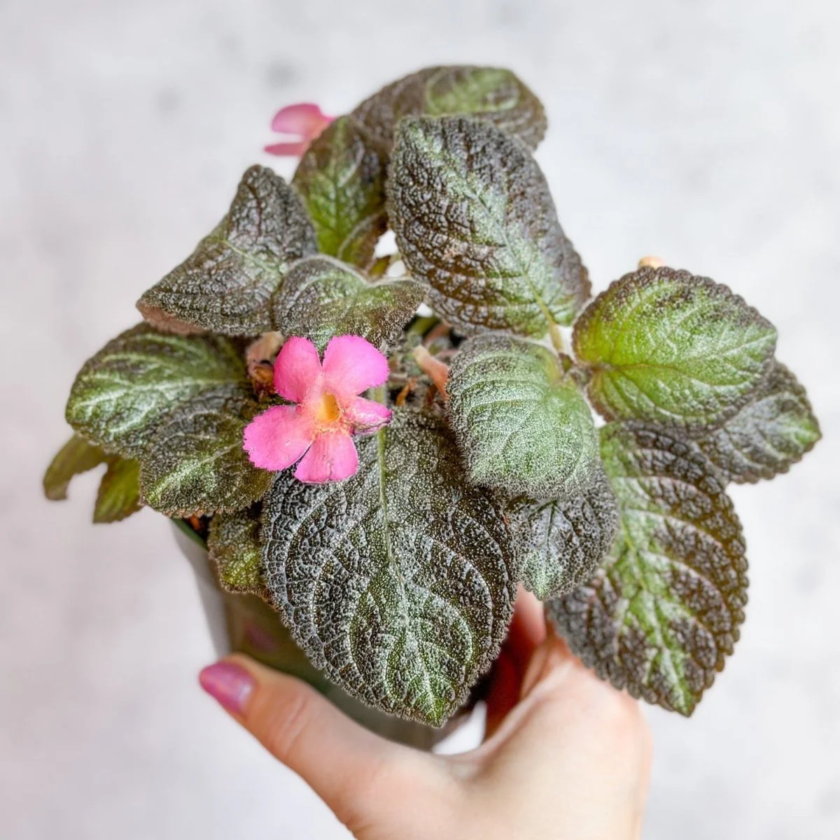 Episcia ‘Pink Panther’ - Rosa Panther-Falschveilchen