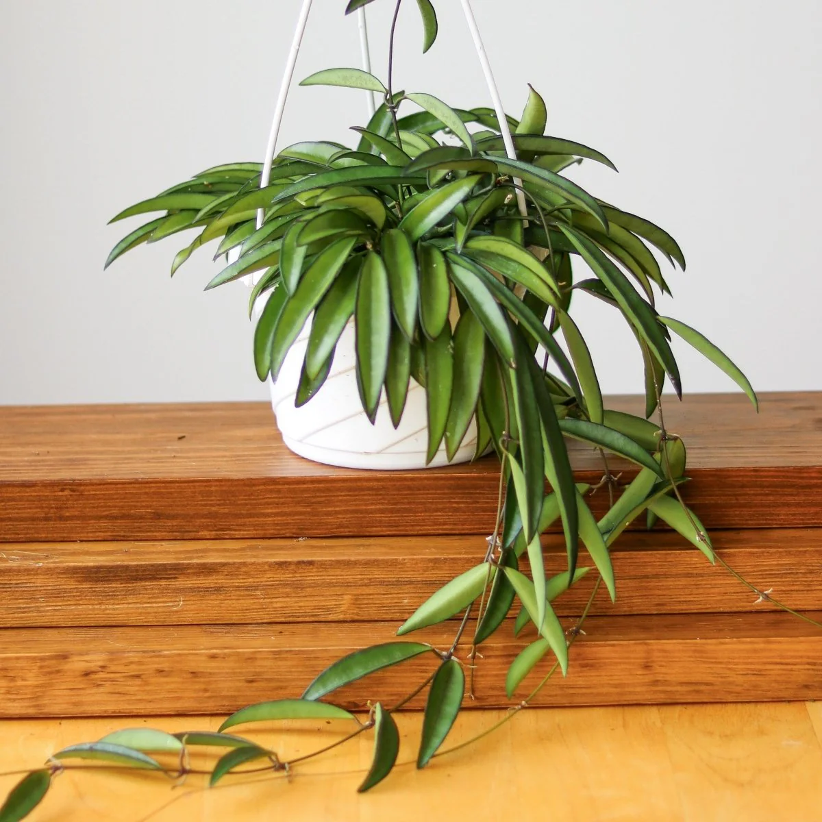 Hoya Wayetti - Waytti Hoya