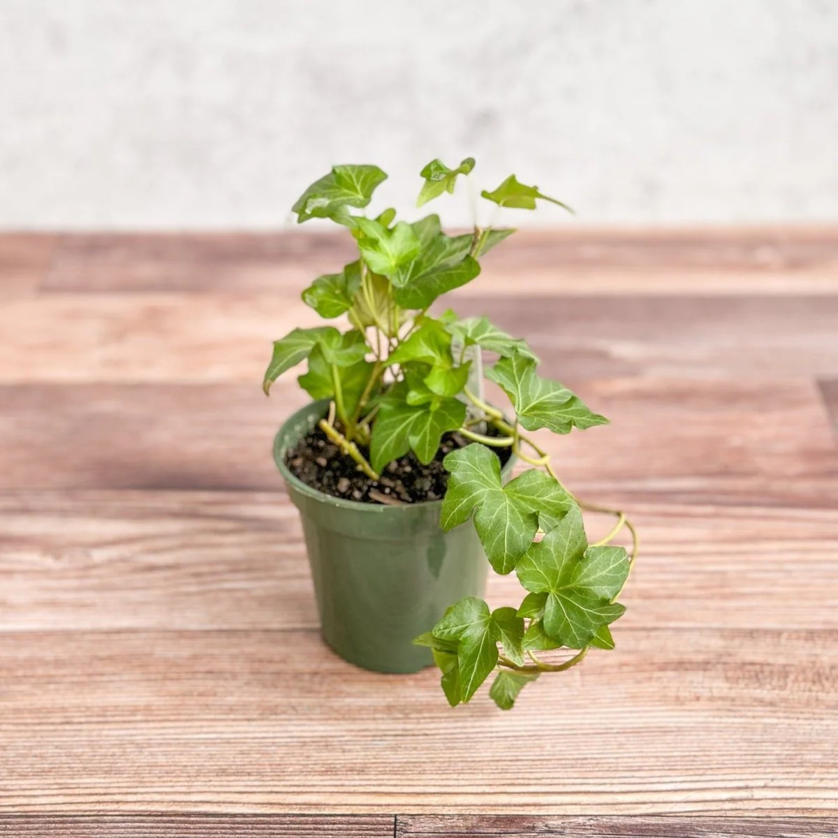 Hedera Helix „Englischer Efeu“