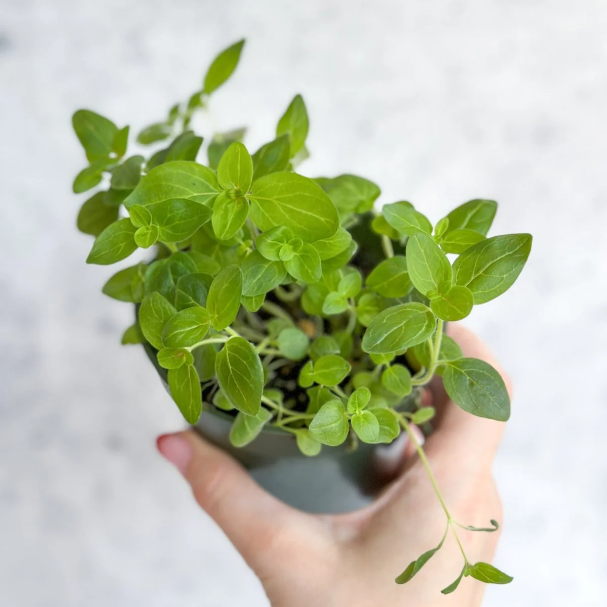 Snapdragon – Maximum Mix Snapdragon – Nur Abholung und Lieferung vor Ort in NYC