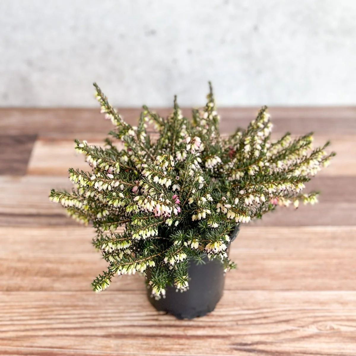 Erica carnea - Blühende Heide