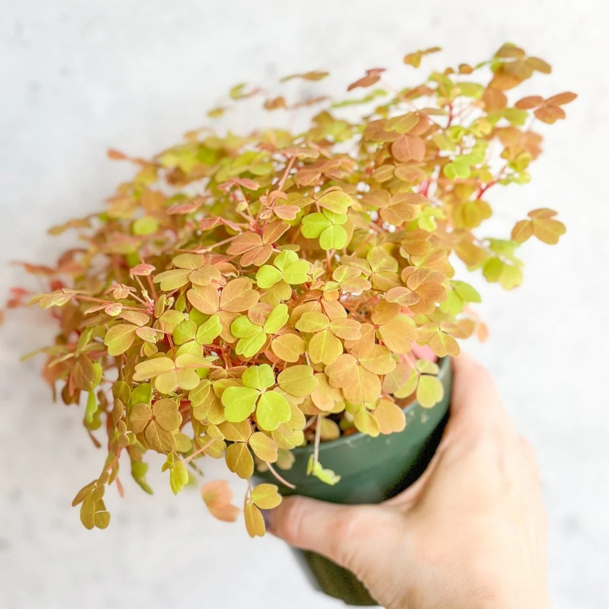 Goldener Sauerklee (Oxalis vulcanicola „Copper Glow“)