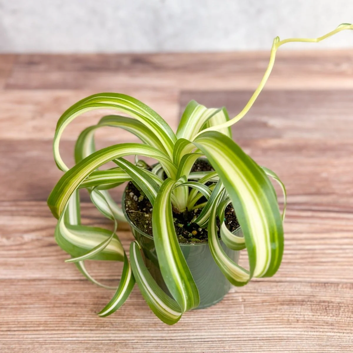 Chlorophytum comosum 'Bonnie' - Bonnie-Grünlilie