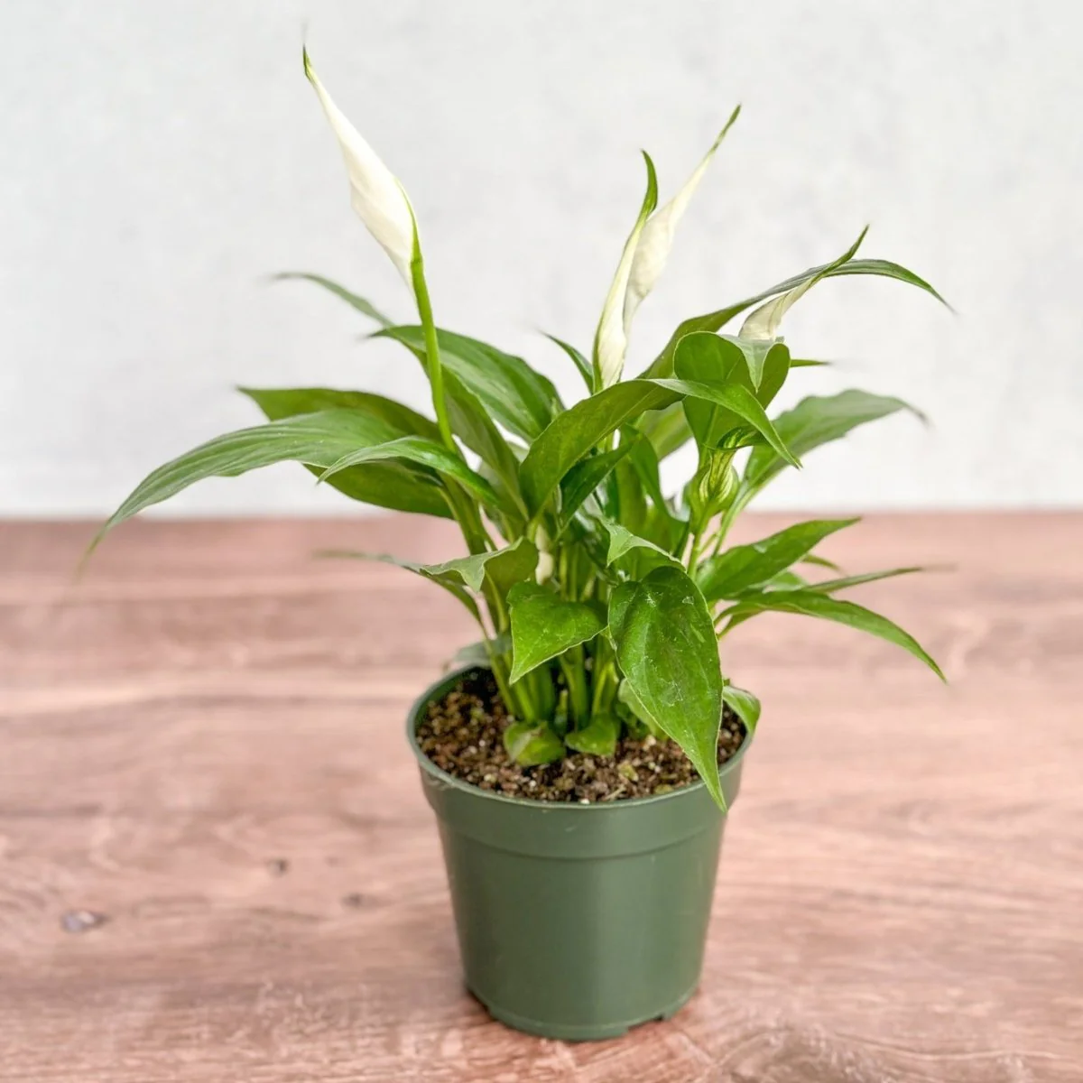 Spathiphyllum 'Friedenslilie'