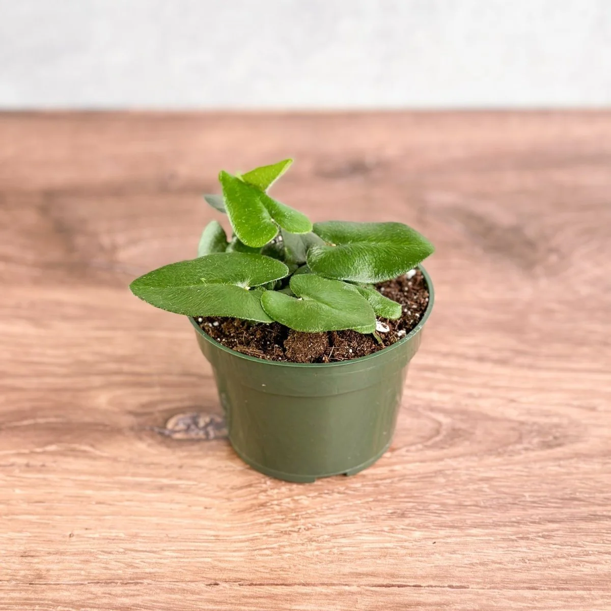 Hemionitis arifolia 'Herzfarn'