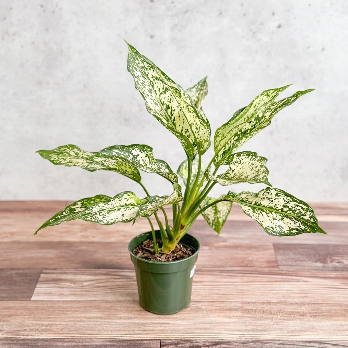 Aglaonema 'Spring Snow' Chinesisches Immergrün - Verschiedene Größen