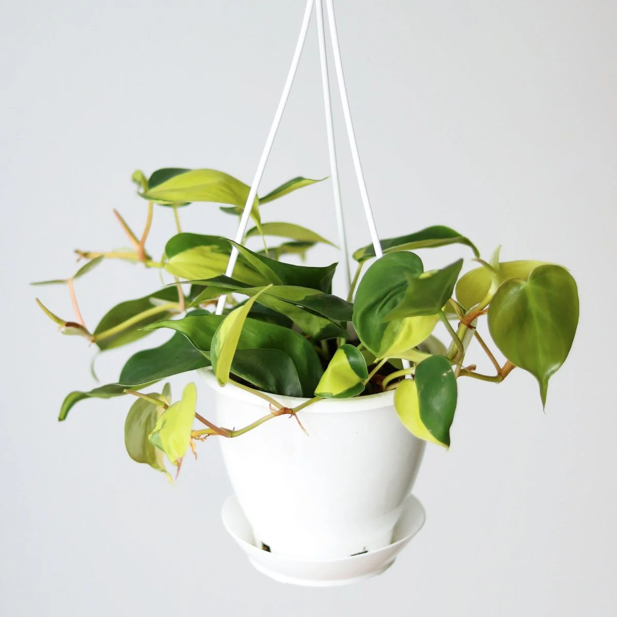 Philodendron 'Brasil' Hängekorb