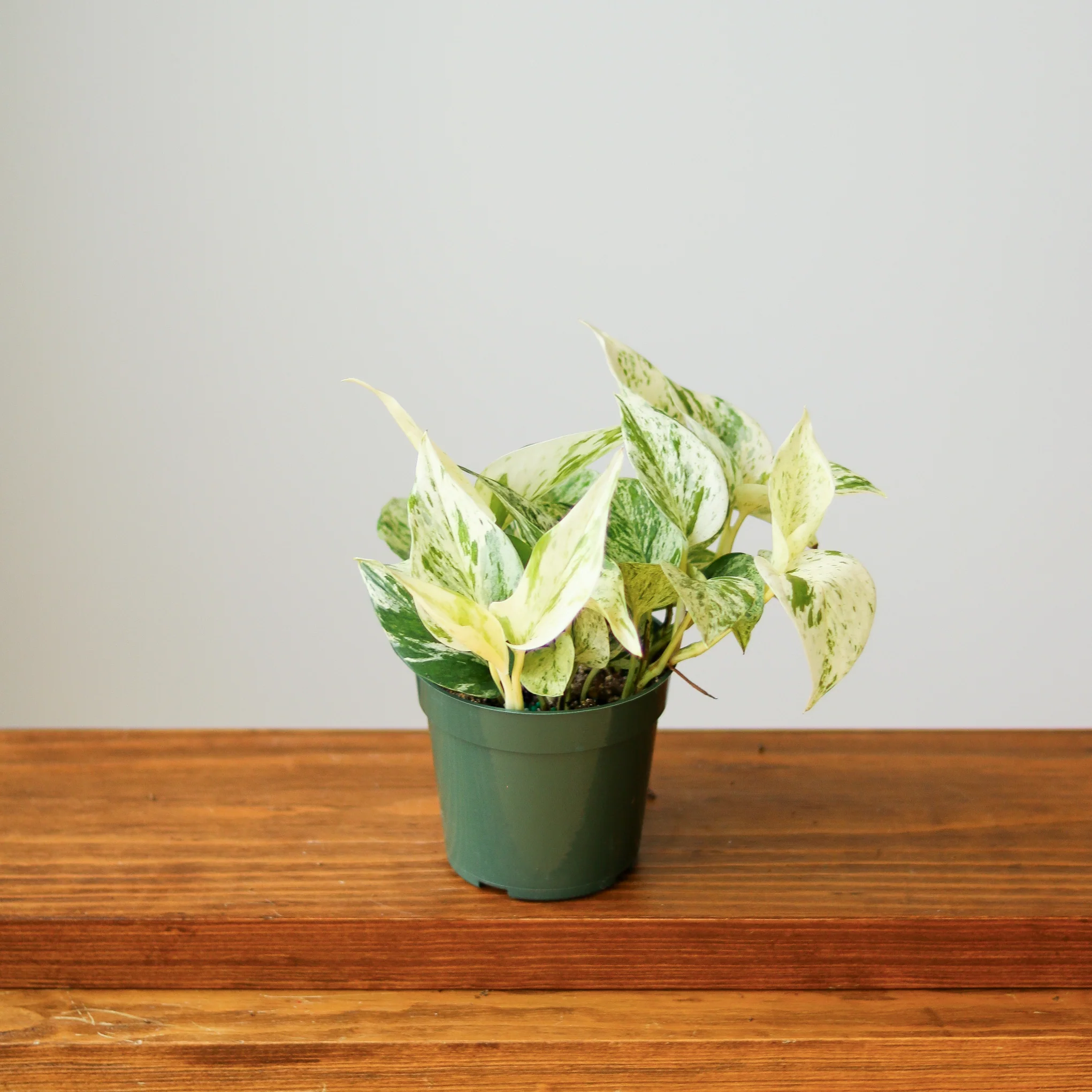 Epipremnum Aureum – „Schneekönigin“ Pothos