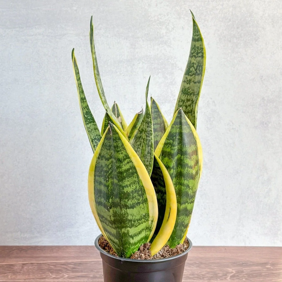 Sansevieria Trifasciata „Laurentii“ – 8 Schlangenpflanze