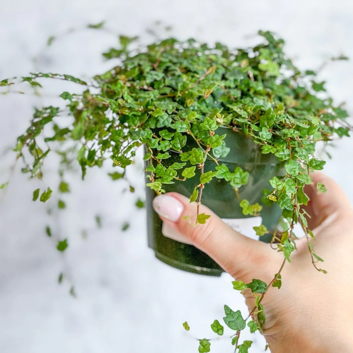 Ficus quercifolia - Froschschnur