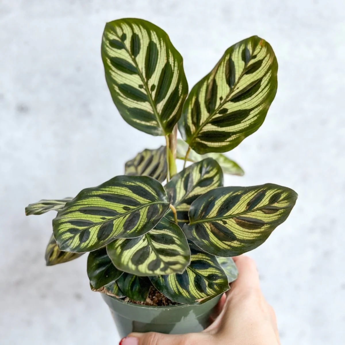 Calathea makoyana – „Pfauenpflanze“
