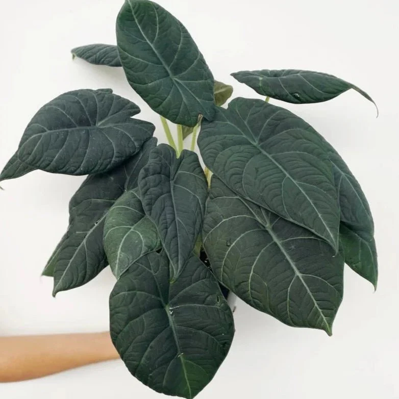 Alocasia Maharani - Graue Drachen-Alocasia - 4,5 Zoll