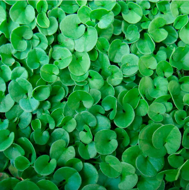 Dichondra repens 'Emerald Falls' - Emerald Falls Dichondra