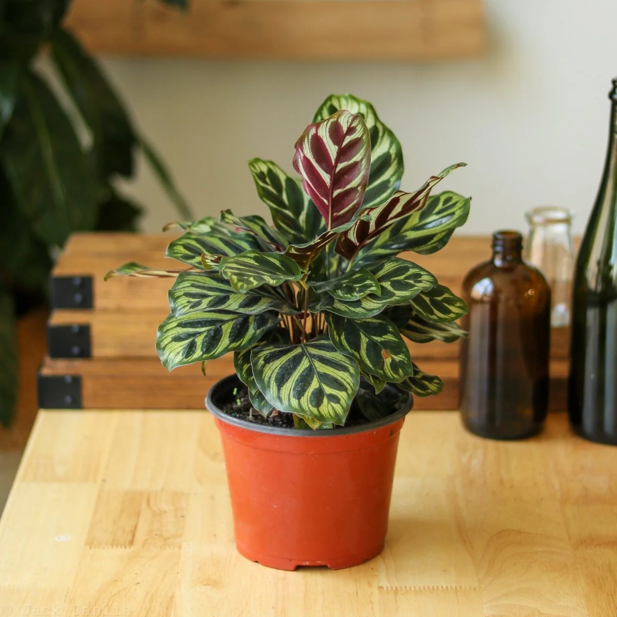 Calathea makoyana – „Pfauenpflanze“