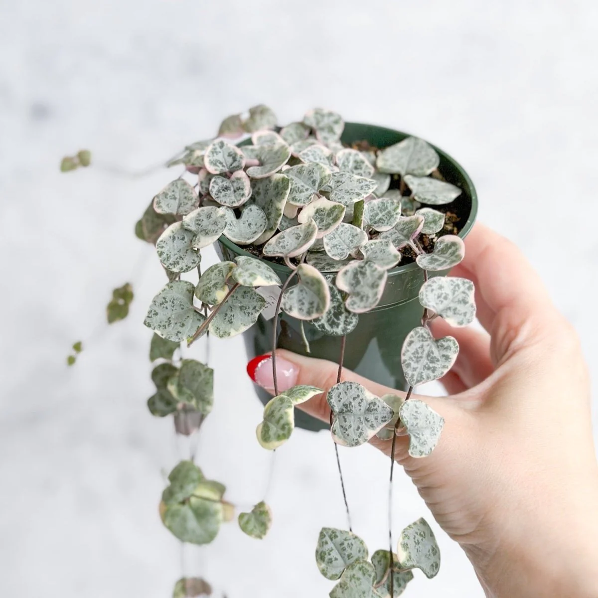 Bunte Herzkette – Ceropegia Woodii Variegata – 8,9 cm