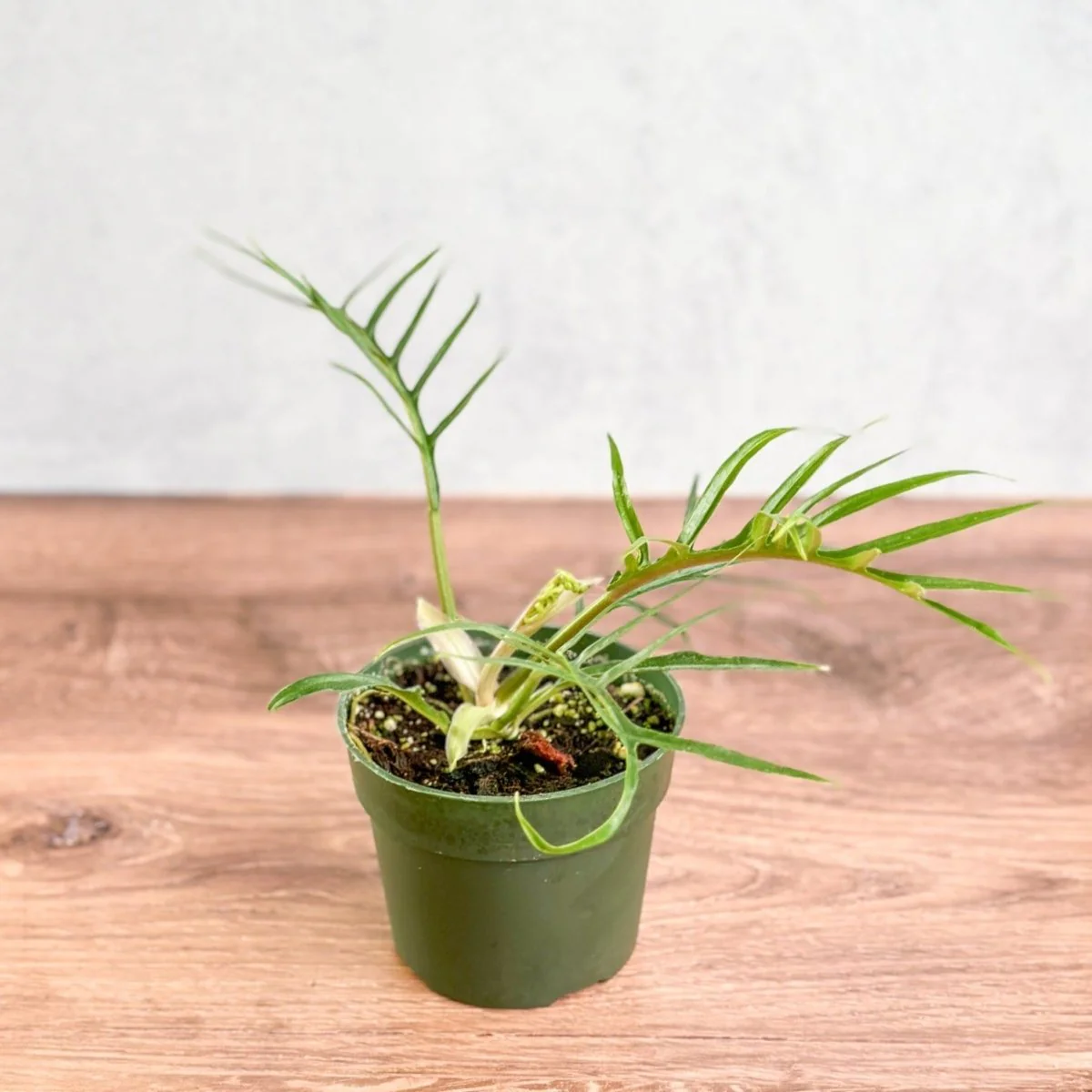 Philodendron 'Tortum' - Philodendron mit Spitzenblättern - 4,5 Zoll