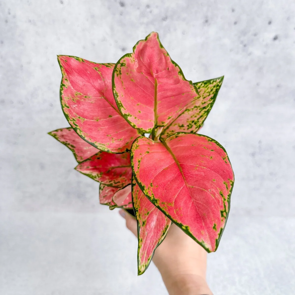Aglaonema Pink Lady Valentine, chinesische immergrüne Hybride, 10 cm