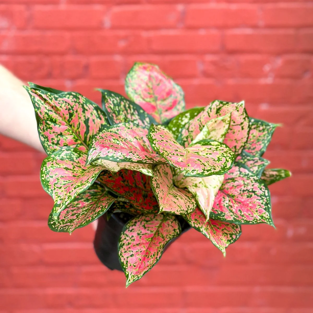 Aglaonema 'Anyamanee' - Chinesisches Immergrün mit rotem Valentinstag