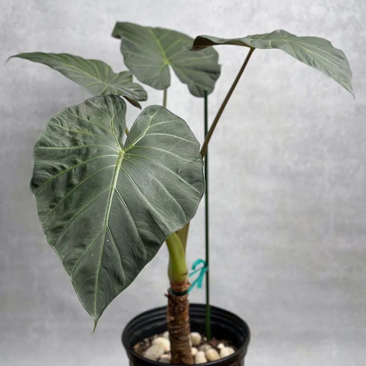 Alocasia x ‚Regal Shield‘ – Regal Shield Alocasia – 10 Zoll