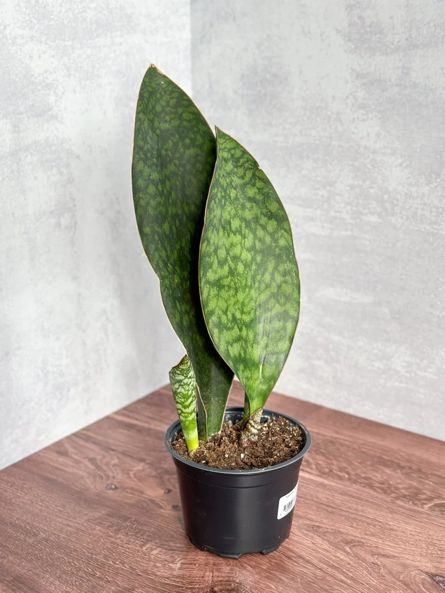 Dracaena Masoniana „Walflossen-Bogenhanf“