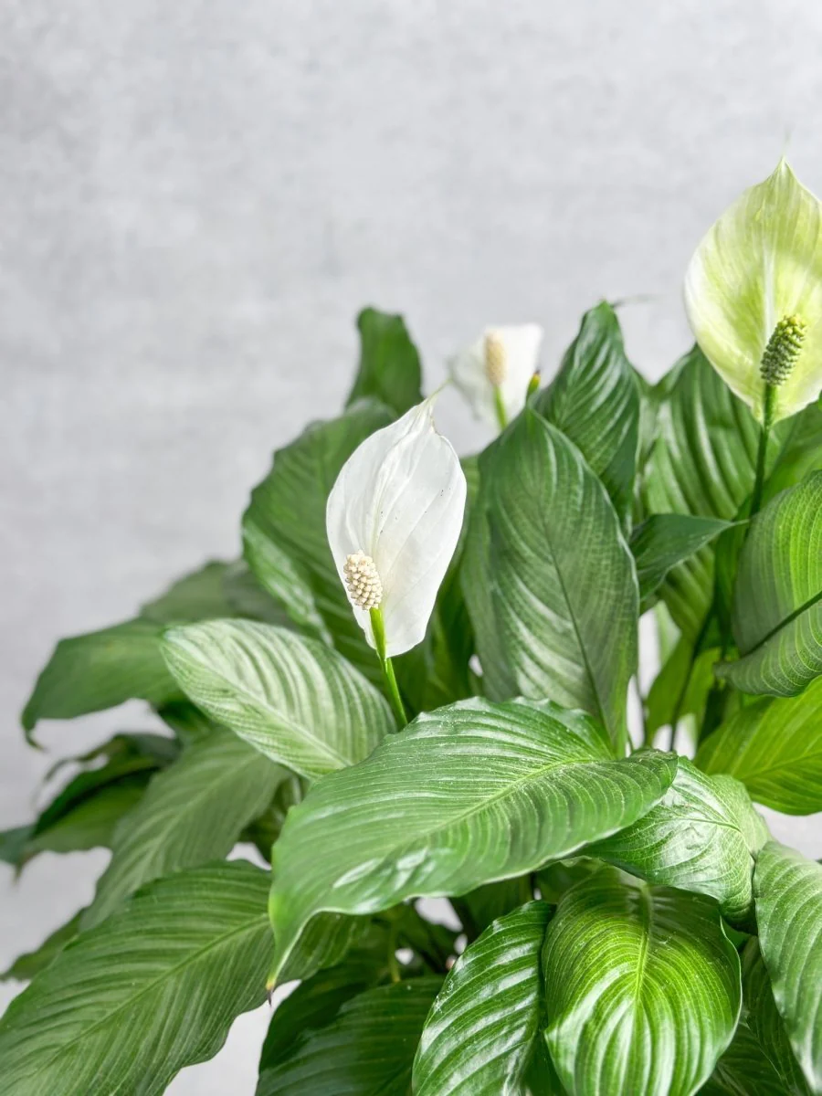 Spathiphyllum 'Peace Lilly' Bodenpflanze
