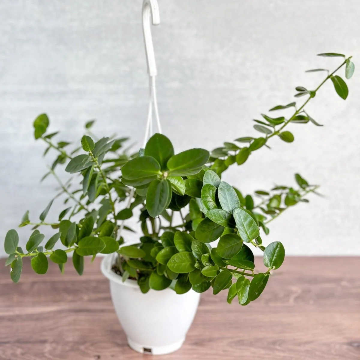 Hoya cumingiana – Kleinblättriger Hoya-Hängekorb