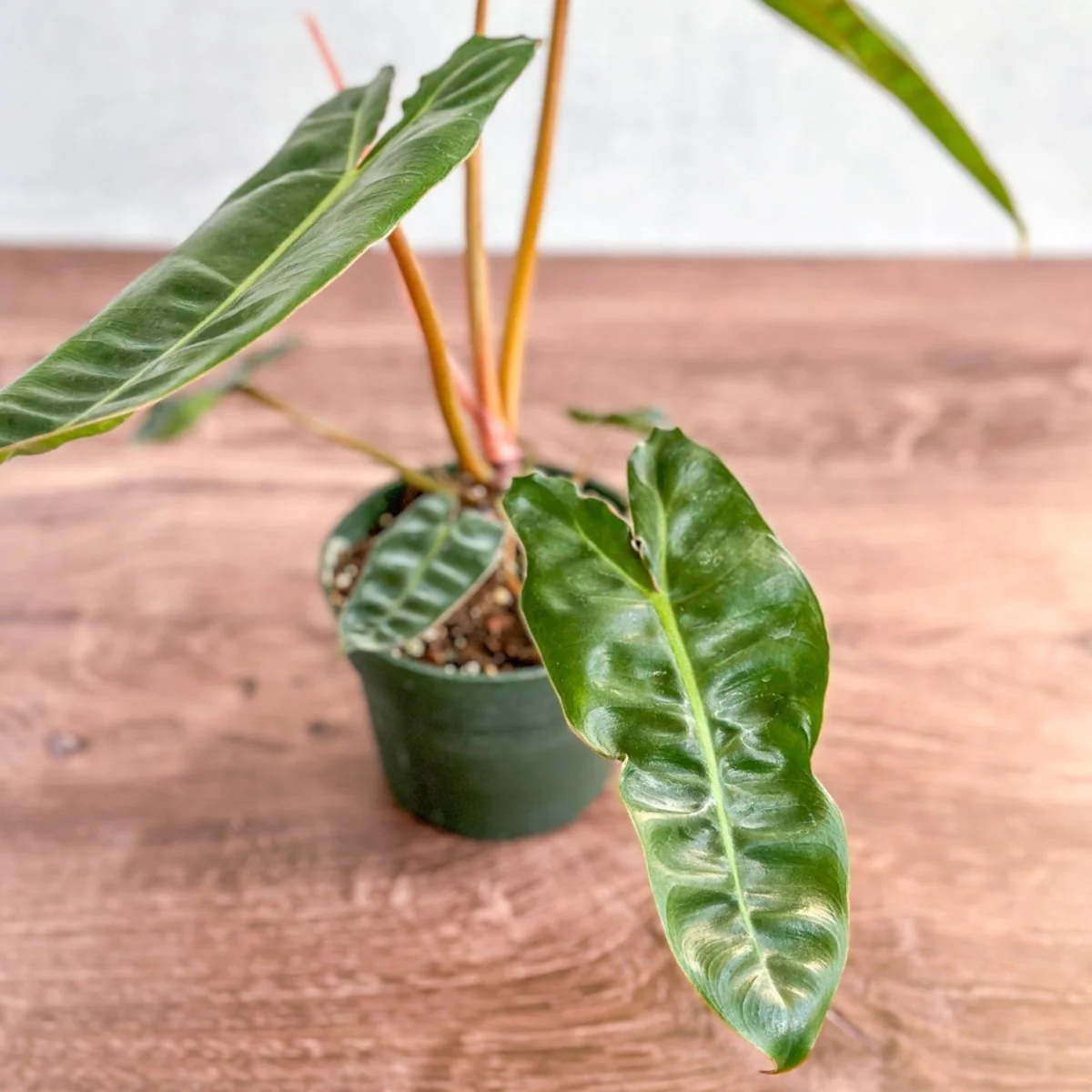 Philodendron billietiae - Billietiae Philodendron 4,5 Zoll