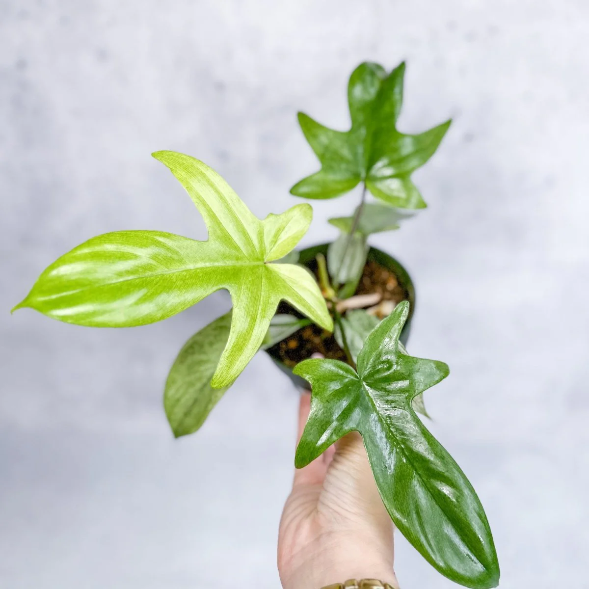 Philodendron „Florida Ghost“